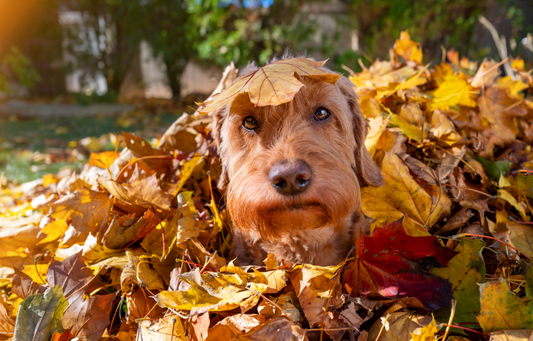 Eicheln, Kastanien und Pilze: was für Hunde im Herbst wirklich giftig ist