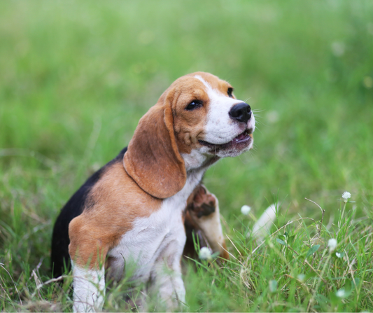 Grasmilben beim Hund erkennen und den Juckreiz stoppen