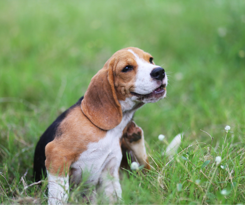 Grasmilben beim Hund erkennen und den Juckreiz stoppen