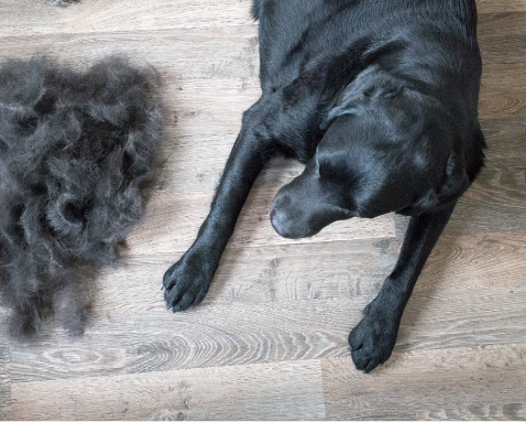Fellwechsel beim Hund. Wie viel Haaren ist eigentlich noch normal?