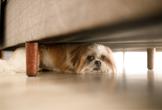 Gewitterangst beim Hund. Warum er es vorher weiß und was wirklich hilft
