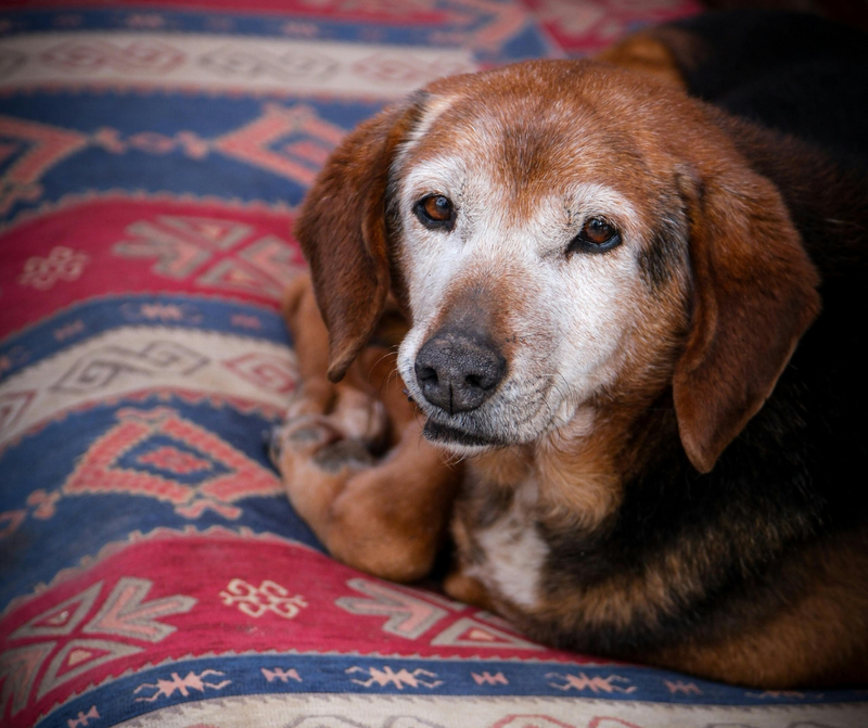 Alter Hund: 7 Zeichen, die du nicht als „er wird halt alt“ abtun solltest