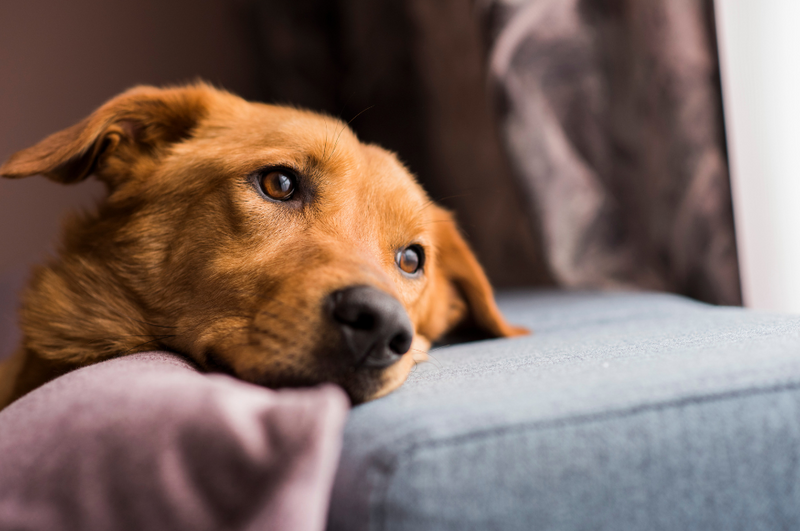 Wenn du weißt, dass es kommt: so bereitest du deinen Hund auf stressige Termine vor