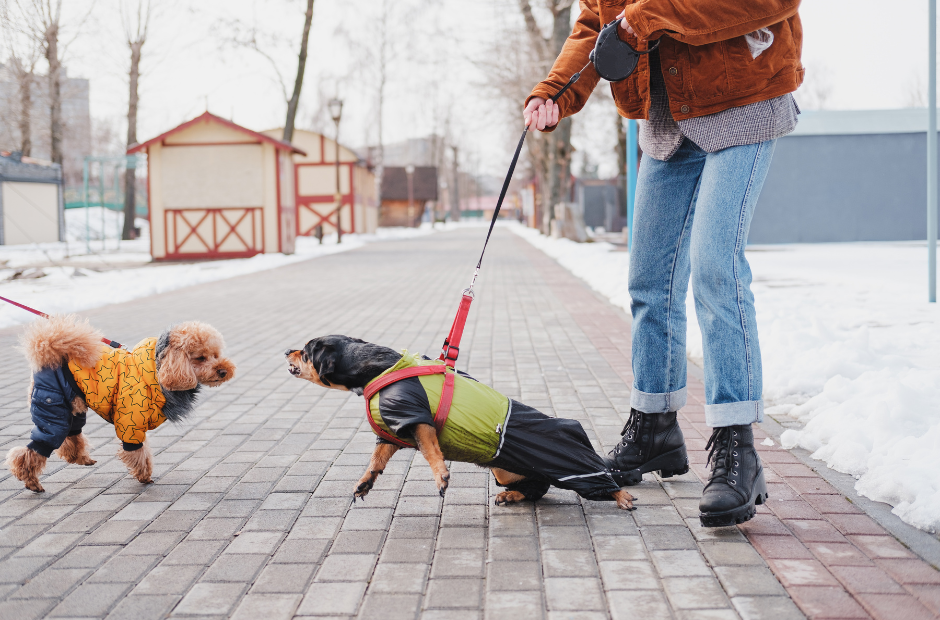 Leinenaggression beim Hund: warum er an der Leine pöbelt und was wirklich hilft