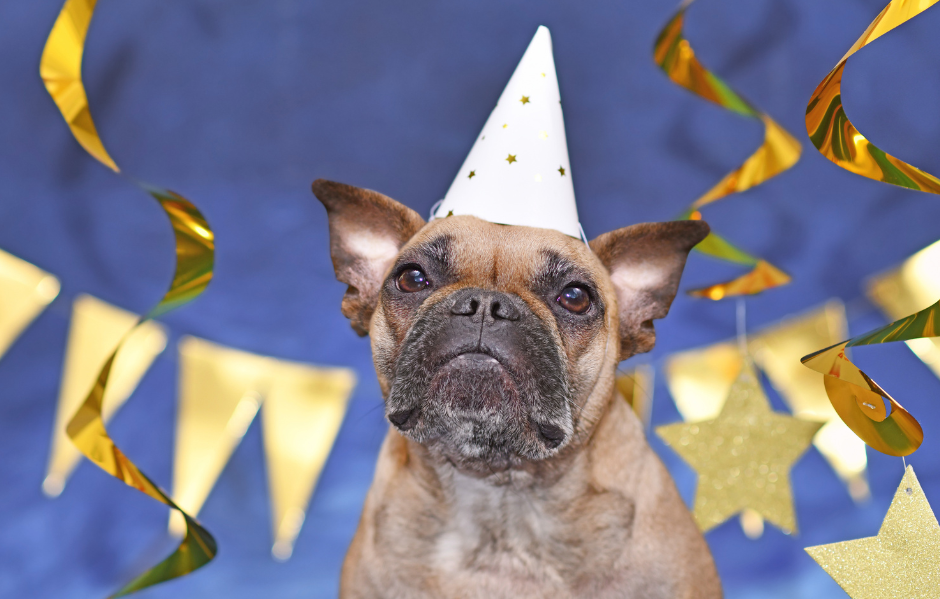 Silvester und Hund. Warum das Training jetzt beginnt und nicht am 30. Dezember
