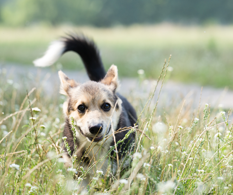 Zecken beim Hund: Schutz, richtige Entfernung und was wirklich hilft