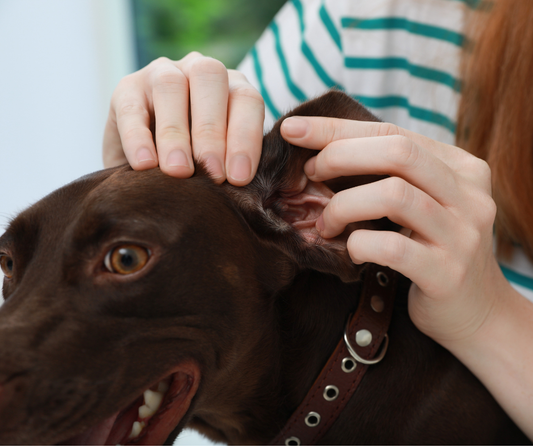 Ohrenentzündung bei Hunden vorbeugen: 5 Präventionstipps und was Tierärzte wirklich empfehlen