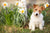 Hund zwischen Blumen. Hunde im Frühling.