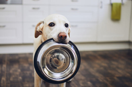 Ein Hund trägt eine Metallschale im Mund.