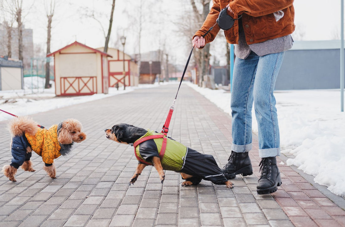 Hund verhält sich aggressiv gegenüber einem anderen Hund. Der Besitzer hält ihn an der Leine zurück.