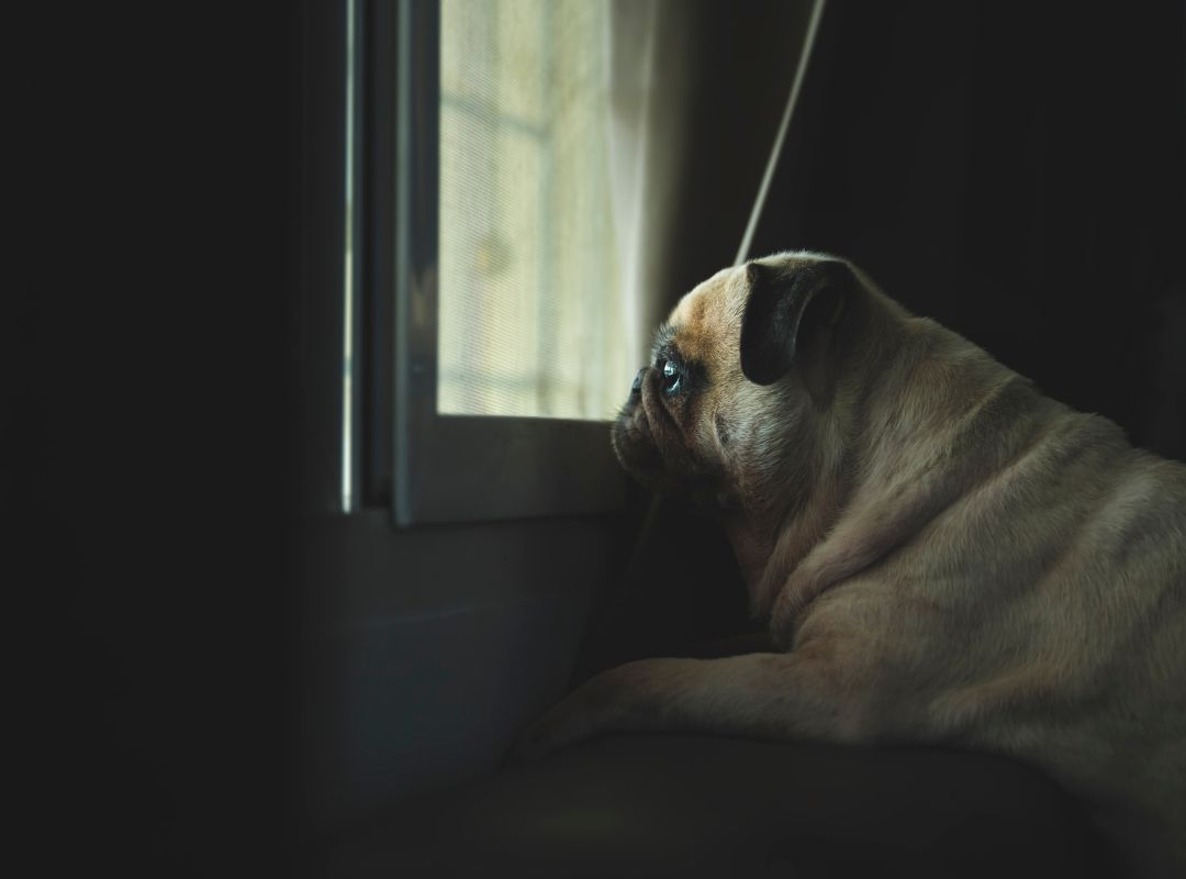 Hund schaut traurig zum Fenster hinaus. Trennungsangst beim Hund.