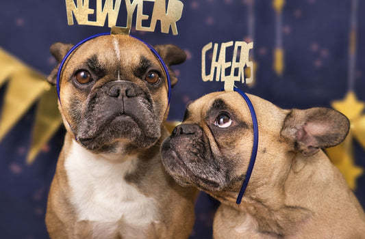 Zwei Hunde mit Silvesterhütchen. Silvester mit Hund.