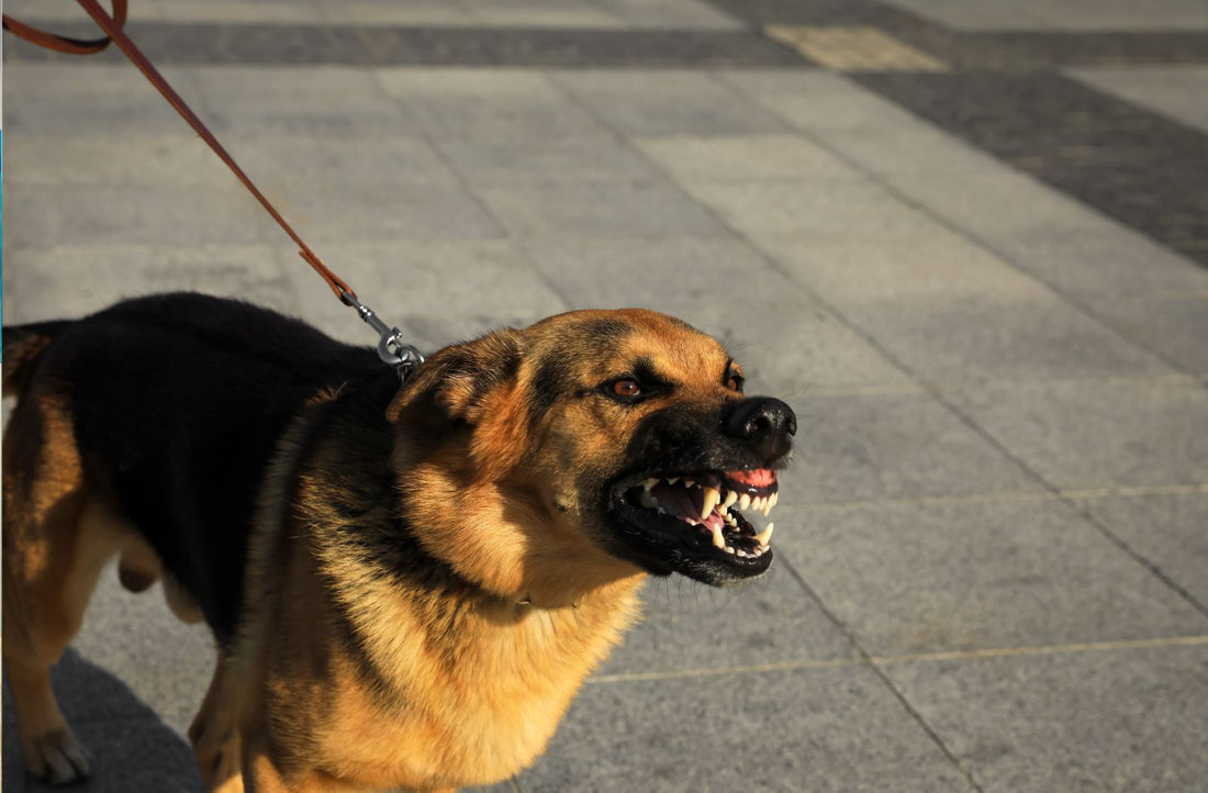Hund zeigt seine Zähne. Aggression bei Hunden gegen Menschen.