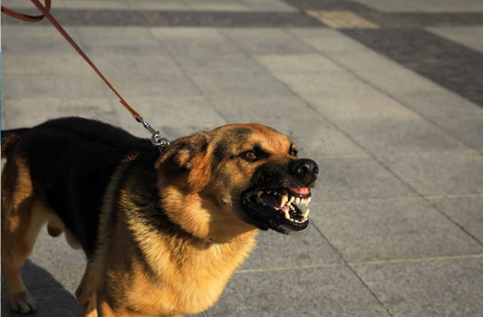 Hund zeigt seine Zähne. Aggression bei Hunden gegen Menschen.