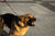 Hund zeigt seine Zähne. Aggression bei Hunden gegen Menschen.