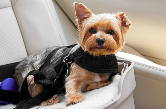 Hund liegt angeschnallt im Auto. Autofahrt mit Hund.