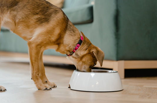 Hund frisst aus seinem Napf. Was dürfen Hunde fressen.