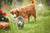 Katze und Hund in einem Garten mit Blumen