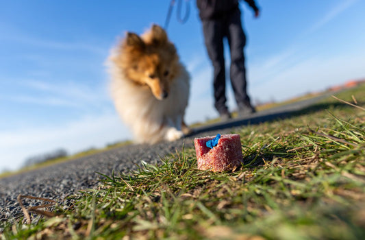 Hund an der Leine nähert sich einem verdächtigen Köder auf dem Boden.