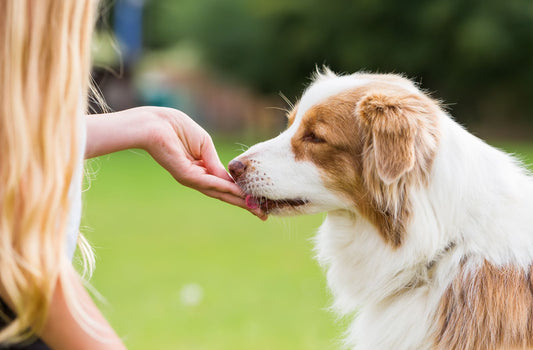 Eine Frau füttert einen Hund im Park.