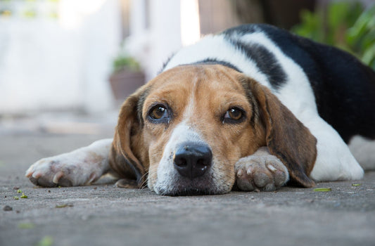 Ein Beagle ruht sich auf dem Boden aus.