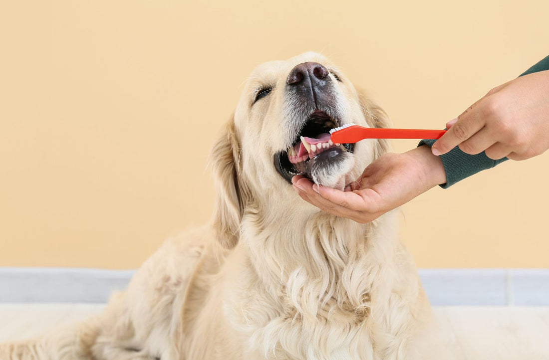 Ein Golden Retriever erhält eine Zahnpflege mit einer roten Zahnbürste, während eine Hand sanft sein Maul hält.
