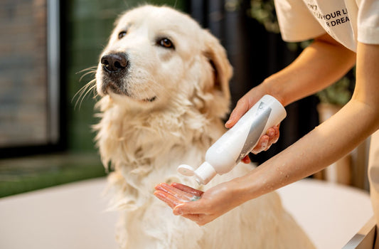 Ein Golden Retriever wird mit Shampoo auf die Fellpflege vorbereitet, während eine Person das Shampoo in der Hand hält.