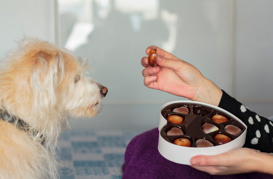 Hund sitzt vor einer Person die dem Hund Pralinen reicht.