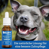 BELISY Bachblüten Zahnpflege Tropfen für Hunde - 20 ml