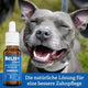 BELISY Bachblüten Zahnpflege Tropfen für Hunde & Katzen - 20 ml