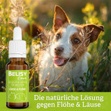 BELISY Läuse & Flöhe Bachblüten Tropfen für Hunde - 20 ml