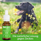 BELISY Zecken Bachblüten Tropfen für Hunde - 20 ml