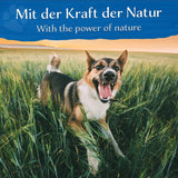 BELISY Zahnpflege Bachblüten Globuli für Hunde & Katzen - 10g