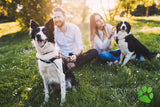 BELISY Zecken Bachblüten Globuli für Hunde & Katzen - 10g