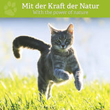 BELISY Läuse & Flöhe Bachblüten Globuli für Hunde & Katzen - 10g