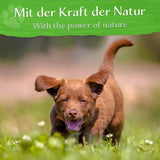 BELISY Zecken Bachblüten Globuli für Hunde & Katzen - 10g