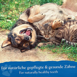 BELISY Zahnpflege für Hunde - 110 g